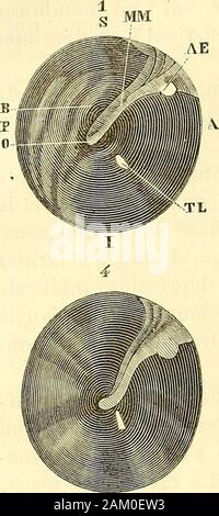 Traité d'anatomie topographique avec applications un la chirurgie . Évidemment jamaislieu. Je ne décrirai pas autrement le reflet lumineux du tympan, les figures ci-jointes valant mieux quune description. Je ferai cependant remarquer que la-cuité auditive nest nullement en rapport avec la largeur ou la forme plus oumoins régulière de ce reflet. Ainsi les sujets n** 7 et 2, dont les tympans présen-tent, le premier un seul petit point lumineux, et le deuxième triangle onu assezbien formé, avaient une acuité auditive extrêmement développée, beaucoupplus que celle de tous les autres. Linclinaison du r Banque D'Images