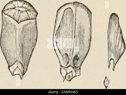 La pépinière forestière : collection de graines d'arbre et de la propagation de l'ofseedlings . Fig. 2.-Glands de chêne châtaignier après un incendie de forêt au début du printemps a brûlé éteintl le couvercle de protection de feuilles, montrant l'automne dernier, la germination de plusieurs GLANDS SOUS CETTE PROTECTION. Le Maryland. COLLECTION DE GRAINES D'ARBRE. i9 Pruches. Cvpross. Ar])()rvit{rs, bouleaux, aulnes, et Tulip tree-havemat seedsuiul^ur(( rtluMr peut évoluer de l'une à plusieurs semaines ])vant les cônes. Banque D'Images