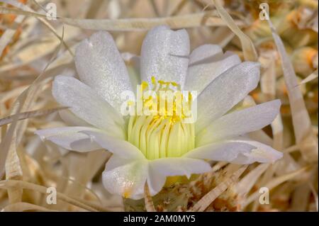 La fleur blanche du Cactus du rachis au papier de l'Arizona. Ce cactus est un cousin du Cactus de Prickly Pear. Banque D'Images