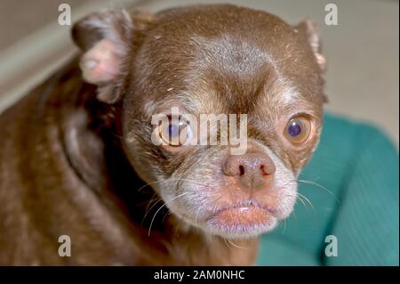 Photo portrait d'un mélange hybride français Bulldog Chihuahua. Banque D'Images