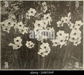 La chalp bulbes et plantes : automne 1915 . w jonquilles, largement utilisé pour forcer ainsi que forbedding à l'extérieur. Fait le mieux au nord du centre du Wisconsin s'givensome la protection d'hiver. Chaque Doz..04 .35 .03 .45 $ 05 400 100 $ (2,50 3,00 1,75 18,50 26,00 13,50 $ 1000 03,30 2,00 16,50 04,35 2,25 18,00 03,30 1,75 14,00 $ Très largebulbs sélectionné nez double Mammouth bulbes produisant deux ou plusieurs fleurs Alba Plena odorata - blanc pur, doux parfum, ressemble à un Gardenia.fleurit mieux dans un endroit frais et humide (situationIncomparable le beurre et les oeufs)-Sul-phur, jaune doux parfum Phoenix Orange-Blanc et orange Banque D'Images