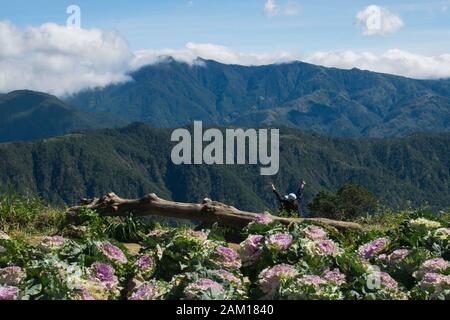 Chou rose violet planté sur le sol avec une vue panoramique sur la montagne sur l'arrière-plan. Ce type de chou se trouve dans Atok Benguet fleur f Banque D'Images