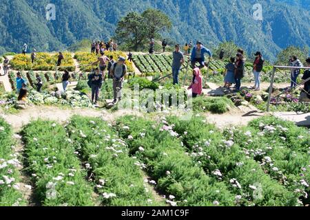 DÉC. 21, 2019-ATOK BENGUET PHILIPPINES : Ferme de fleurs à Atok Benguet. C'est une nouvelle attraction à Luzon où l'on peut profiter du temps froid du plein Banque D'Images