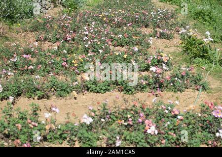 Jardin fleuri plein de différentes couleurs de fleurs de Marguerite Banque D'Images