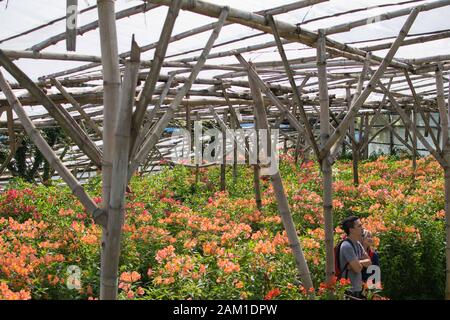 DÉC. 21, 2019-ATOK BENGUET : ferme de fleurs à Atok Benguet. C'est une nouvelle attraction à Luzon où l'on peut profiter du temps froid de la pleine floraison de va Banque D'Images