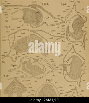 DrH.GBronn's Klassen und Ordnungen des Thier-Reichs : wissenchaftlich dargestellt in Wort und Bild . m, c.n Canalis neurentericus. L'épiblaste epih. épiblastiques des wahren amnios.epih (falschenAmnion Subzonalmembran der Épiblaste). epid'épiderme. Medullarcanal Jiyp hypoblaste. mc. mes. Primitivstreif Subzonalmembran pr. sm (falches amnios). sd. Schwanzdarm Somatopleura som nom^ Somatopleura. des wahren amnios. som Somatopleura Subzonalmembran des falschen (amnios).spl Splanchnopleures.x, u ; Siehe die Beschreibung auf S. 1916. 1. Längsschnitt durch einen von miLralls embryon Lacerta mit beginn Banque D'Images