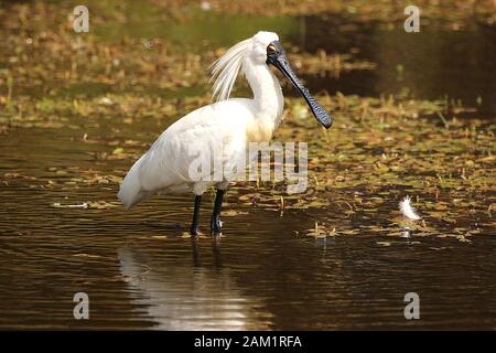 Spoonbill royal (Platalea regia) debout dans un étang Banque D'Images