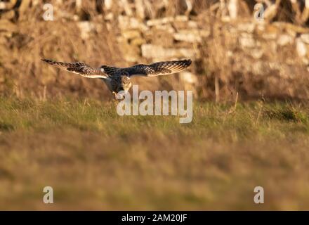 Un court sauvage Hibou des marais (Asio flammeus) plonge vers le bas sur une proie sans méfiance, Gloucestershire Banque D'Images