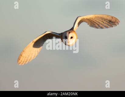 Un sauvage Barn Owl (Tyro Alba) en vol dans la lumière du soleil du soir d'or, Gloucestershire Banque D'Images