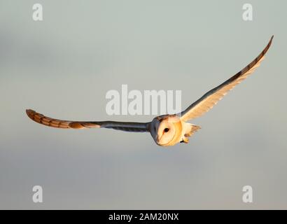 Un sauvage Barn Owl (Tyro Alba) en vol dans la lumière du soleil du soir d'or, Gloucestershire Banque D'Images