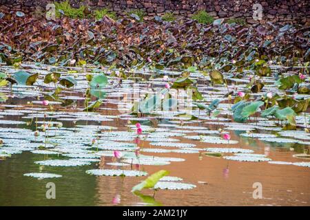 Les liles d'eau de Lotus dans le lac Luu Khiem sur le site de la tombe de Tu Duc, à la ville de Hue, au Vietnam Banque D'Images