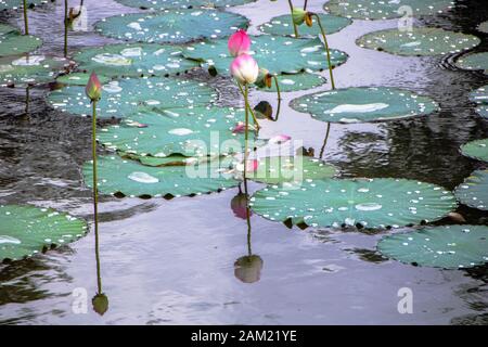 Les liles d'eau de Lotus dans le lac Luu Khiem sur le site de la tombe de Tu Duc, à la ville de Hue, au Vietnam Banque D'Images