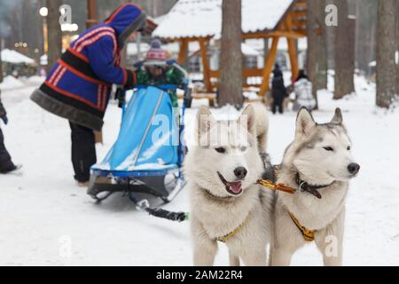 Deux chiens husky dans une équipe sont utilisés pour les enfants en traîneau. Attraction de divertissement dans le parc d'attractions en hiver. Banque D'Images