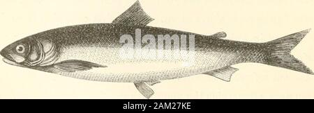 Frank Forester's le poisson et la pêche de l'Organisation des États et provinces britanniques d'Amérique du Nord . g saumon a été grandement surestimé;et, deuxièmement, qu'à une certaine période de sa vie l'isa Saumon Parr. La mesure dans laquelle la croissance du saumon est surfaite sera perçue en une seule fois, lorsqu'il est connu. thatDr Knox, dans l'étude à partir de laquelle j'ai akeady statesthat cité, la RFY qui sont ressortis de leurs capsules au 1er ofApril ont été prises, le 22 du même mois dans le sameyear, comme Smalts, avec la mouche, de la taille du petit doigt. Il est également généralement admis que th Banque D'Images