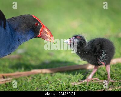 Mère Pukeko Australasian swamphen nourrissant son bébé Pukeko au parc de Western Springs Banque D'Images