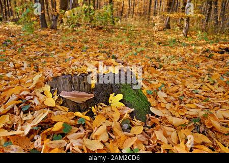 Le bricoleur de champignons pousse sur une grosse bosse solitaire au milieu d'un défrichement recouvert de feuilles de jaune et d'orange tombés dans une forêt de charme, belle su Banque D'Images