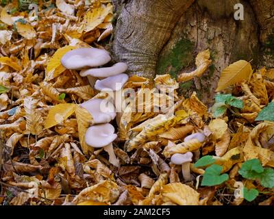 Champignons huître (Pleurotus ostreatus) poussant près de la souche, cette variété est commune dans les forêts de l'Ukraine centrale et occidentale Banque D'Images