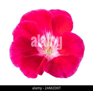 Fleurs de Pélargonium rouge isolé sur fond blanc Banque D'Images