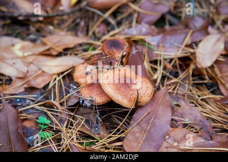 Groupe de champignons comestibles agarics miel connu sous le nom de l'Armillaria mellea dans une forêt de conifères de l'automne entre les feuilles rouge et jaune. Banque D'Images