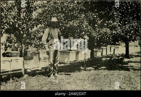 La culture de l'abeille . e 6700-travailleur de cellules ; par-count c'est 6800. Ce sont les chiffres pro-ment les peignes sont construites sur foundationand remplir les cadres. Mais combien d'combsapproach cette condition ? Allons à verges paramétrage que vous avez pu réaliser et voir. 0. M. P.s combs remplir les cadres solidfrom-bar haut en bas, et à partir de la fin fin, et tous les comb-c'est, allbut la moitié inférieure de l'un peigne dans chaque liive,et qu'est-bourdons, et tous les dronebrood est là. Vieux sage Philetus !ses peignes sont magnifiquement rempli de couvain, donc aussi les feuilles de elle, et qu'un narrowline de miel et pollen next e Banque D'Images