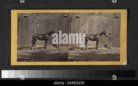 La résidence de Morris Ketchum, Westport, Conn., (montrant un homme debout à l'extérieur une grange avec un cheval Sir Tom) comprend des vues par E. D. Ritton, Whitney & Beckwith et d'autres photographes et éditeurs. Robert Dennis collection de vues stéréoscopiques. Titre conçu par cataloger. Vue sur le comté de Fairfield, Connecticut, y compris Danbury, Norwalk, Southport et Westport : offre une vue sur les rues, les parcs, un piano magasin avec deux hommes à l'avant, d'un drapé de garland intérieur de l'église avec le pasteur dans la chaire ; la cour et rouler à F. Marquand's residence, Southport ; a New York, New Haven and Hartford Ra Banque D'Images