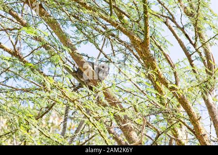 Arbre du sud Hyrax (Dendrohyrax arboreus), dans un arbre près du camp d'Ilkeliani, Maasai Mara, Kenya. Banque D'Images