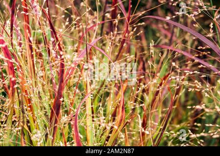 Paincum virgatum 'Red Metal' herbe ornementale Banque D'Images