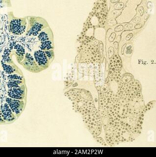 Handbuch der Physiologie des Menschen . A.• ? ? ? Banque D'Images