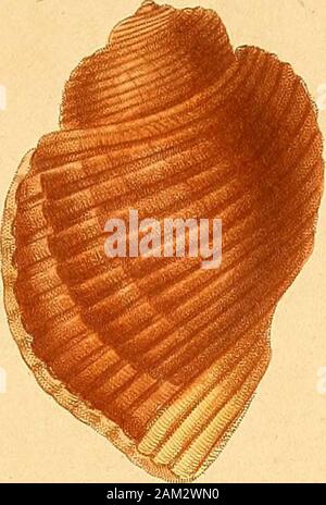 Magasin de zoologie, d'anatomie comparée et de paleontologie . acuto ; umbilico profundo , rotundatacircumdato coslad crassa. Long., 0 048 ; larg. ,0 032. Hab. Payta. Coquille ovalaire, ventrues, épaisse, transversalementsillonnée : la spire, courte, compte cinq tours convexes,déprimés en dessus et comme canaliculés à la suture. Cette espèce se rapproche de la Cancellaria obtusa deM. Deshayes (Encycl. méth.) ; mais la spire de celle-ci, estpluscourte fils ouverture moins allongée et sgii canalaussi beaucoup plus court : les côtes qui séparent les sii-lons sont à peu près arrondies , tandis quelle Banque D'Images