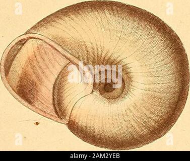 Magasin de zoologie, d'anatomie comparée et de paleontologie . Il DwoaZLL l ix. J&gt ;/uu ? AI- Rànond rutc imp*touch& Molli sQuts , li.. 9-i. Je G. BULIMUS. Lamarck. B. CLAVATOR. Petit. (Collection Petit de la Saussaye.) B. testa turrita, crassiuscula, epidermide lulescentevestita, alba ; anfractibus 89, le maïs&gt;exo-depressis , lougitudina-litre crebre rugulosis • sutura impressa, subcrenulata-spiraconico} ; elongata apice obtusa ; apertura pyriformi incrassato ; péri-stomate , obtuso subtriangulari basirecta ; columelle , intus, compressa, superne obliqua ; umbilico une rimoeformi-gusto,. Longue Banque D'Images