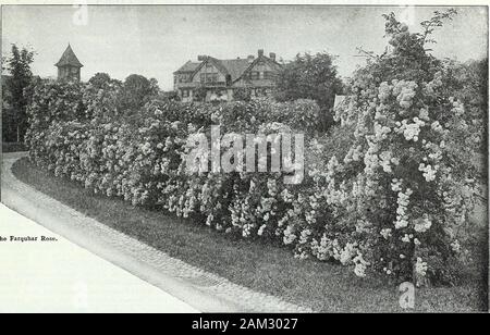 Farquhar's garden : annuel 1922 . Tausendschon Rose. R. et J. FARQUHAR Company, Boston. ROSES. 141. L'ESCALADE ET HARDY Rose Farquhar RAMBLER ROSES. Le FapquhaP. La Rose a Farquhar, papier brillant Vert brillant feuillage, conservant son lustre jusqu'à réduire de gèle, une caractéristique qui le rend plus utile pour couvrir des treillis, piliers,maisons d'été, les clôtures et les roches. Il est parfaitement rustique, andbears magnifique des grappes de fleurs rose clair, aouble êàê àíäðîèä sur qui sont précieux pour la coupe. Reçu le GiltMedat d'argent de la Société d'Horticulture du Massachusetts ; certifié par theHorticul Banque D'Images