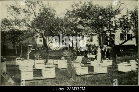 La culture de l'abeille . agriculteur de faire tout son dévouement pour lui. Ce qu'il veut et needsis l'air libre, et ce qu'il peut obtenir par propre-ment un petit rucher et en travaillant son yardintensively. Ce serait beaucoup betterthan possèdent- plus d'abeilles, comme ce serait le paybetter pour l'argent investi. En ayant sa maison de l'apiculture et de travail-shopbelow les colonies le miel pourrait être easilywheeled à l'extracteur dans uantitieswithout ([petite dépense tant d'énergie vitale-aswould^ v être le cas sans une brouette orhand panier. Puis, encore une fois, beaucoup d'enseignants, parmi les themmyself, sont affligées d'une certaine mesure. withrheumatism T Banque D'Images