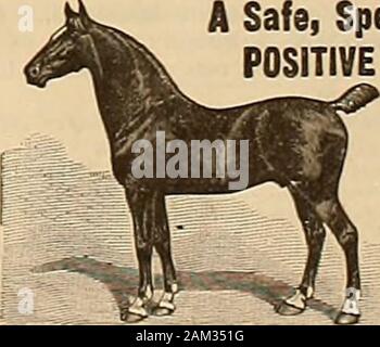 Source et sportsman . t s goany et toutes les distances, et de gagner de l'argent chaque fois qu'il démarre. Sapin baumier Le grand remède vétérinaires français d''un coffre-fort, andPOSITIVE rapidement guérir. Preparedexclusive-ly par J. B.Gombaultex-Veteri-nary geonto Freneb* Snr le gouvernement Stud. Remplace TOUS LES TIRS OU CAUTÉRISATION) Impossible de produire d'acar ou défaut. Le coffre-fort de betterave. everuoed BLISTER** Pris la place ou tous les lini-ments pour mUdoree vera action. emovcs allBuDCheiOr lileml l£-EAI* provenant de chevaux ou de chat à égalité. Comme l'un des remède pour Kti cam à l'ISM, Bprolno liroat 1, alésage, lite, il PIIADAIITCC 19.ascenseur inestimable qu'un tabl Banque D'Images