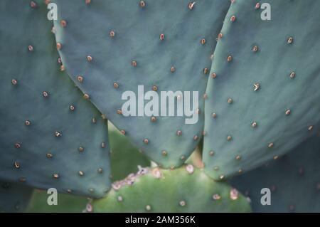 Full Frame close-up de l'oponce texturés avec des motifs de feuilles d'épines Banque D'Images