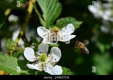 l'abeille recueille le miel des fleurs blanches de blackberry. l'abeille vole aux fleurs Banque D'Images