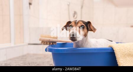 Joli petit chien dans une baignoire bleue, Jack Russell Terrier Banque D'Images