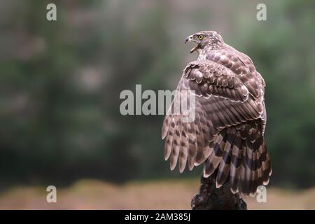Beaux jeunes l'Autour des palombes (Accipiter gentilis) juvéniles sur une branche dans la forêt de Noord Brabant aux Pays-Bas. Banque D'Images