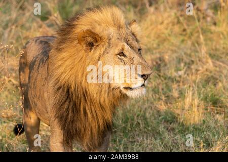 Male lion (Panthera leo) debout dans un espace ouvert de broussailles en concession Khwai, Okavango Delta, Botswana, Afrique du Sud Banque D'Images