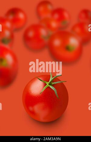 la plus belle tomate sur la scène, l'invitant entre autres Banque D'Images