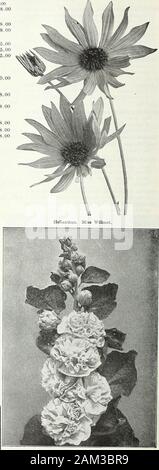 Farquhar's garden : annuel 1922 . Helenium autumnale superbum. LAVENDULA vera. (Le Vrai Sweet Lavande.) parfumé douz. 100fleurs bleues en juillet et août. 1 Je ft . ... 3 $. 50 S25. 00 LIATRIS. pyenostachya (Kansas Gay Feather.) épis de fleurs violet-rose ; d'août. 4 ft.. . ... ... ... 2,50 18,00 spicata. 3.) (épis de fleurs violet foncé ; de juillet à septembre. 2 ft. 2,50 18,00 LINUM perenne. (Lin.) Une belle plante de bordure ou rocaille withdelicate le feuillage et fleurs bleu vif ; de juin à août, lift 2,50 18,00 perenne album. Blanc pur 2..50 EST (111 plantes pour le jardin de rocaille. Nous avons en Banque D'Images