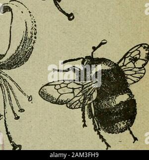 L'entomologiste du dossier et du journal officiel de variation . Sur un. Les Entomologistes RECORI AXD JOURNAL OFFICIEL DE VARIATION édité par J. ^/V. TUTT, F.E.S. Aidé par HUDSON T. BEARE, b.sc, p.e.s., f.e.s.e.M. BURR, F.Z.S., F.E.S. T. A. CHAPMAN, m.d., f.z.s., f.e.s.L. B. PROUT, F.E.S. H. J. K. DONISTHORPE St., F.z.s., f.] Novembre 13th, 1900. Banque D'Images