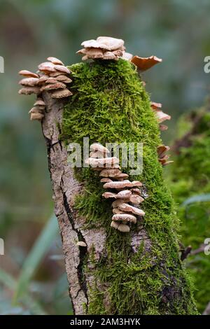 Champignons et mousses sur la vieille souche de bouleau en format portrait. Petite texture en croûte blanche sur le bouchon et les tiges qui poussent dans les niveaux et les touffes avec de la mousse verte Banque D'Images