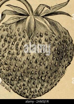 Catalogue des fraises, Hollande bulbes et spécialités : l'été et l'automne 1899 . EETiEK VOCD. Banque D'Images