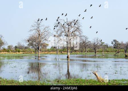 Sifflement à face blanche canards (Dendrocygna viduata) volant au-dessus de la superficie des terres humides en concession Khwai, Okavango Delta, Botswana, Afrique du Sud Banque D'Images