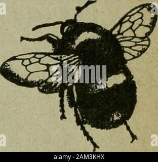 L'entomologiste du dossier et du journal officiel de variation . Les Entomologistes ET ENREGISTREMENT DE VARIATION JOURNAL édité par J. AAA. TUTT, F.E.S, assisté par ^ T.TTT, !.^- BEARE HUDSON, b.sc, f.e.s., f.r.s.e. ¥ ? ^URR.j-^.s., F.E.S. T. A. CHAPMAN, ji.d., f.z.s., f.e.s. H. J. K. DONISTHORPE St., p.z.s., f.e.s. L. B. PROUT, F.E.S. L JUIN.st, 1900. Banque D'Images