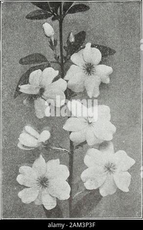 compensée rose pale