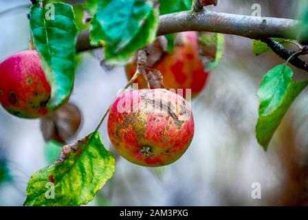 Des taches nécrotiques et des fissures ont causé la capture de la pomme, Venturia inaequalis sur une pomme mûre sur l'image de l'arbre Banque D'Images