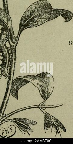 L'entomologiste du dossier et du journal officiel de variation . Les entomologistes d'ENREGISTRER ET DE VARIATION DE LA REVUE édité par ^/V. TUTT, F.E.S,. Banque D'Images