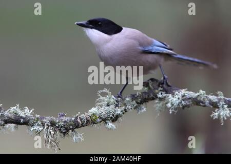 Magpie bordée d'azur avec la première lumière du jour dans une forêt de pins Banque D'Images