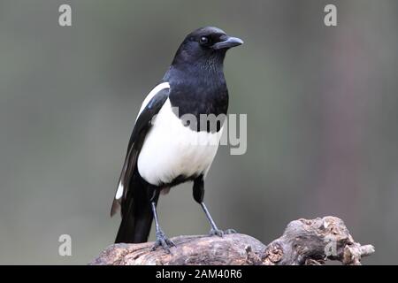 Magpie commune avec la première lumière du jour dans une forêt de pins Banque D'Images